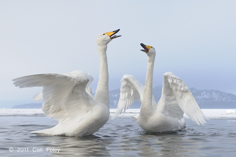 Swan, Whooper @ Lake Kussharo