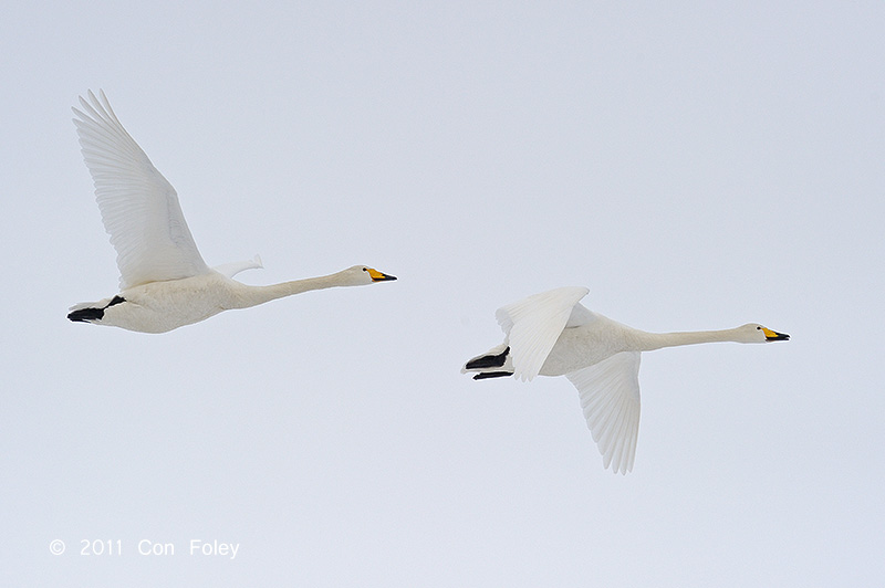 Swan, Whooper @ Lake Kussharo