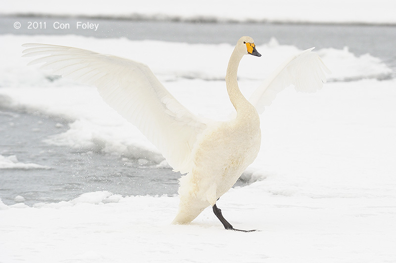 Swan, Whooper @ Lake Kussharo