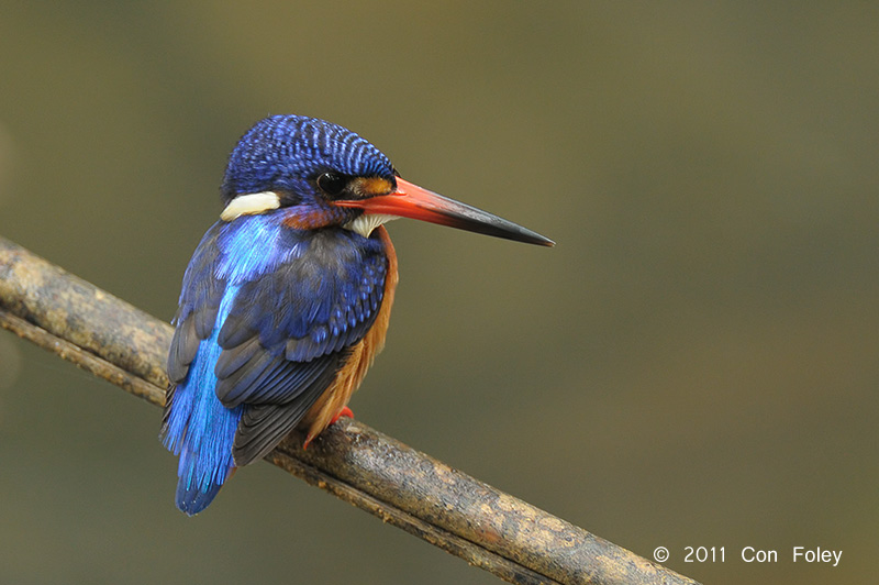 Kingfisher, Blue-eared (male) @ Lower Peirce