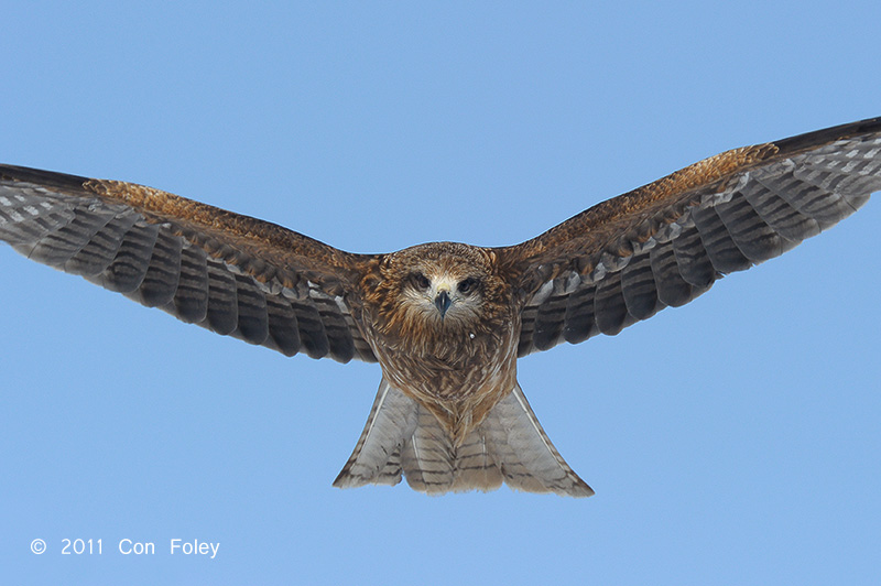 Kite, Black-eared @ Nemuro