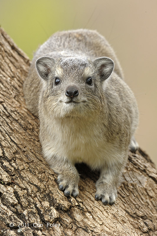 Hyrax, Yellow-spotted