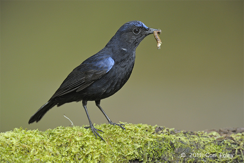 Robin, White-tailed (male) @ Cameron Highlands