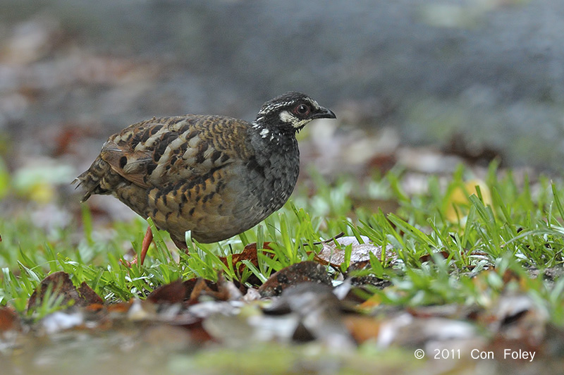 Partridge, Malaysian Hill