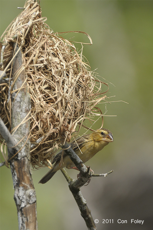 Weaver, Asian Golden (nest) @ Tampines Eco Green