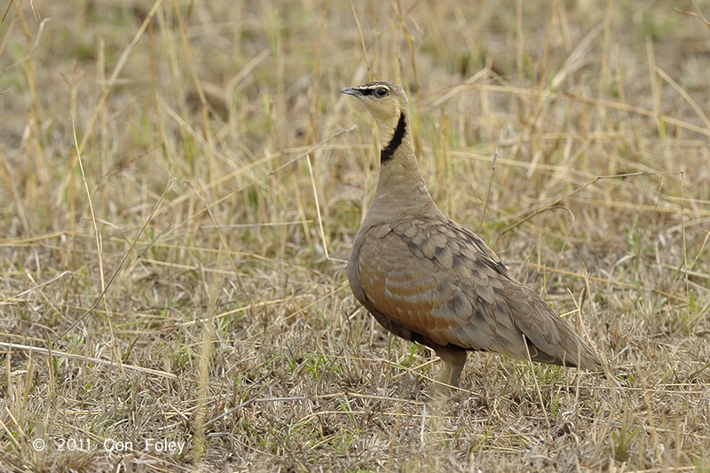 Sandgrouse, Yellow-throated (male)