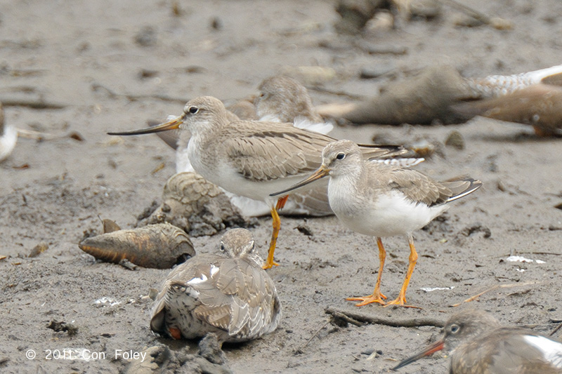 Sandpiper, Terek @ Sungei Buloh