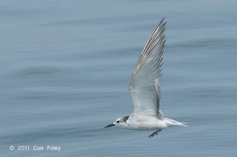 Tern, Aleutian @ Straits of Singapore