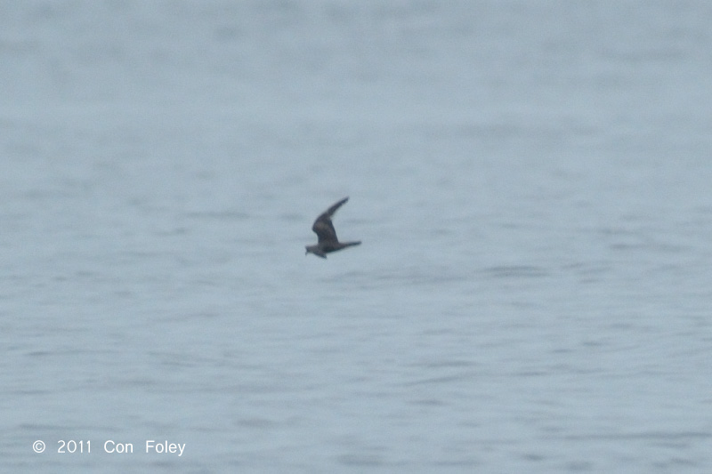 Petrel, Swinhoes Storm @ Straits of Singapore