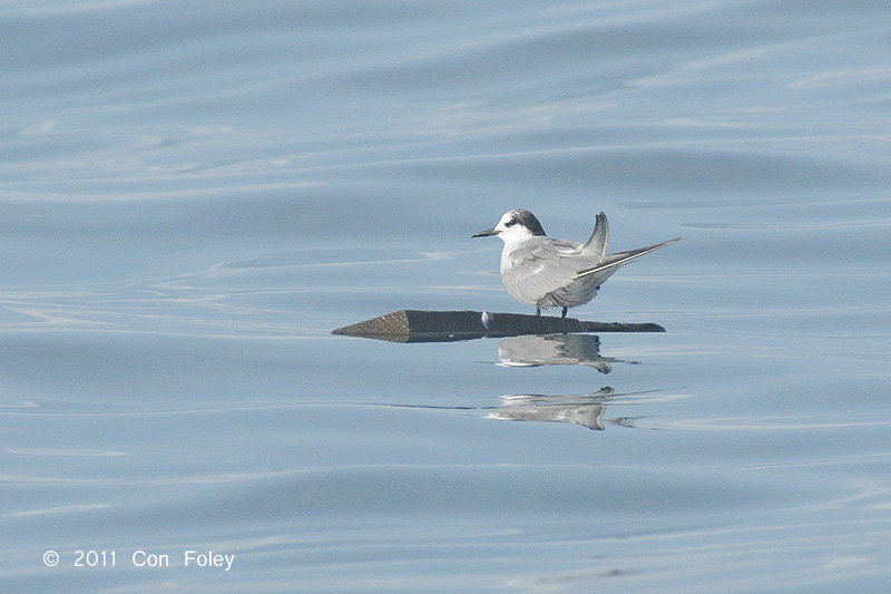 Tern, Aleutian @ Straits of Singapore