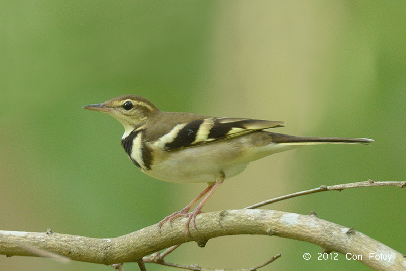 Wagtail, Forest @ Bidadari