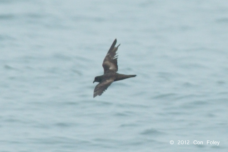 Petrel, Swinhoes Storm @ Straits of Singapore