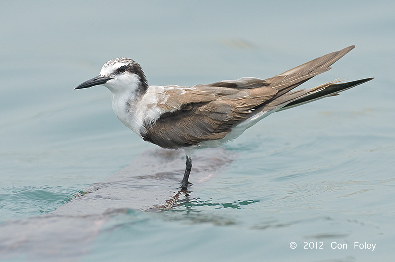 Tern, Bridled @ Straits of Singapore