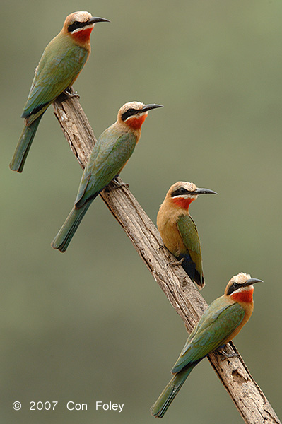 Bee-eater, White-fronted