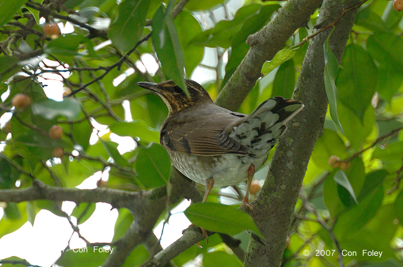 Thrush, Siberian (female) @ Bukit Timah