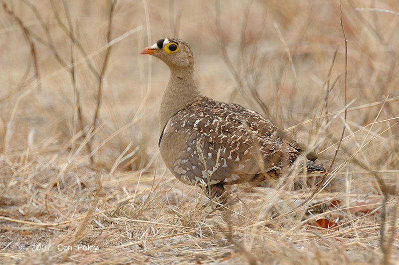 Sandgrouse, Double-banded (male)