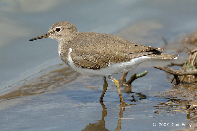 Sandpiper, Common