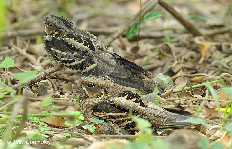 Nightjar, Large-tailed (pair) @ Chinese Gardens