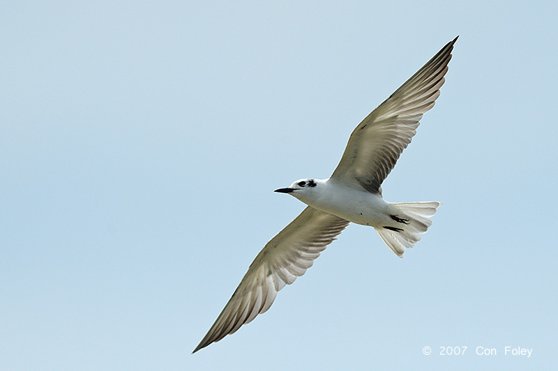 Tern, White-winged @ Parit Jawa