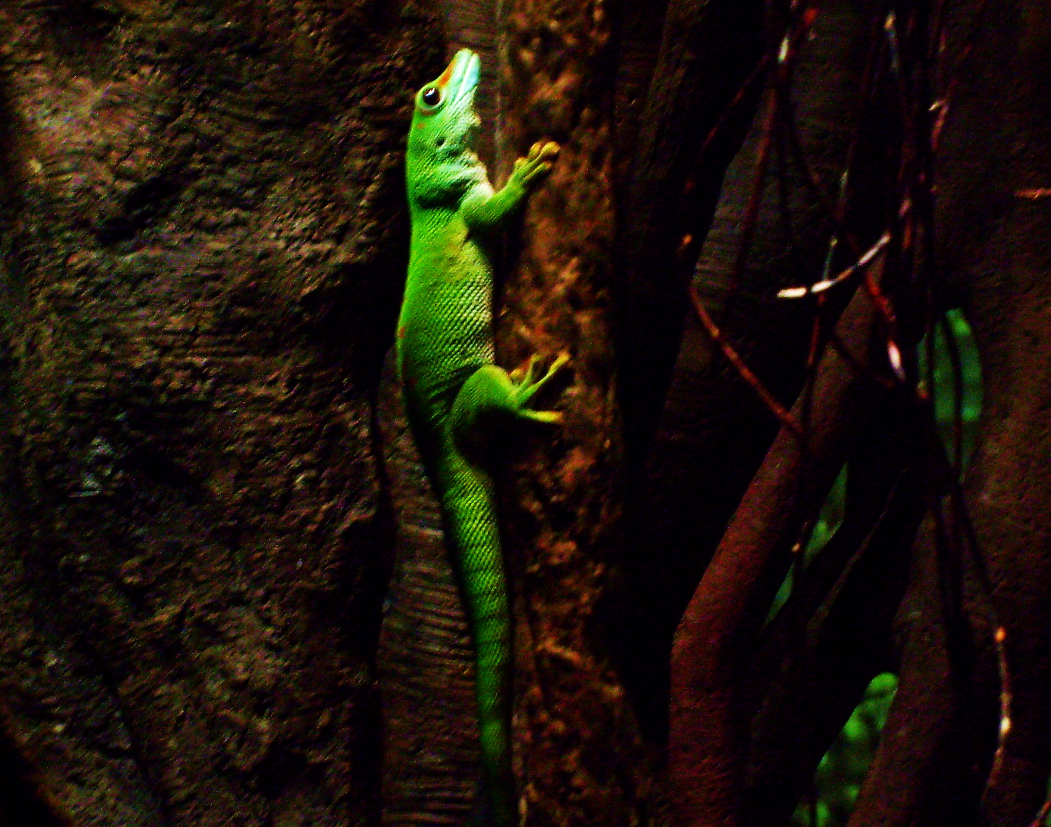 Bronx Zoo lizard.jpg