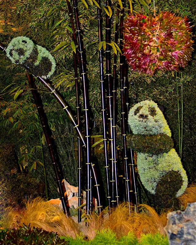 Bellagio Conservatory Pandas 01