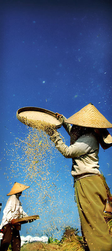 harvest 2