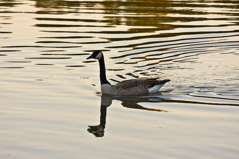 Canadian Goose