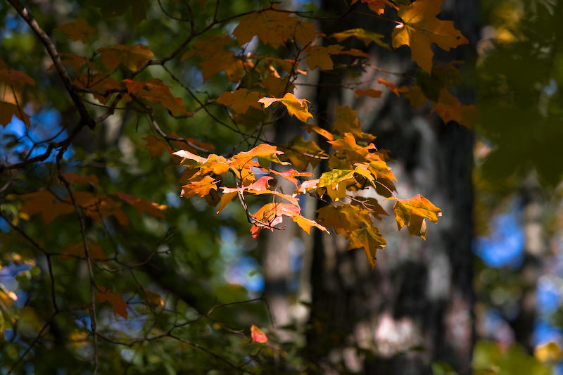 Fall Colors