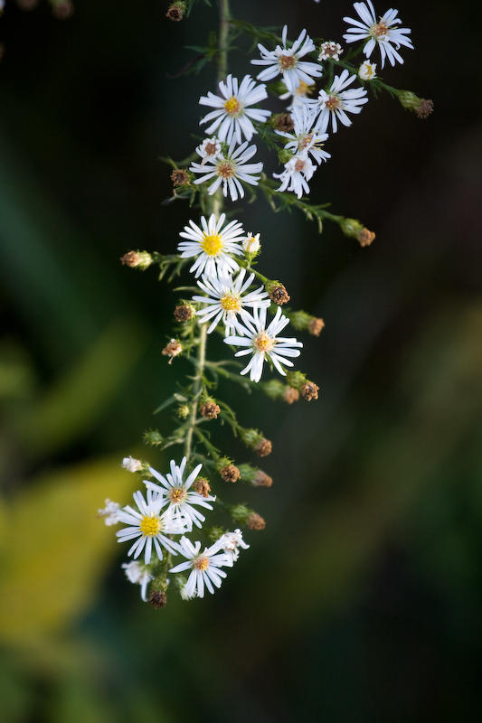 Wildflowers By the Bridge