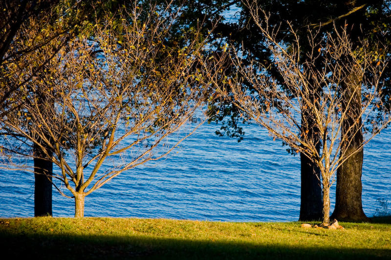 Through The Trees