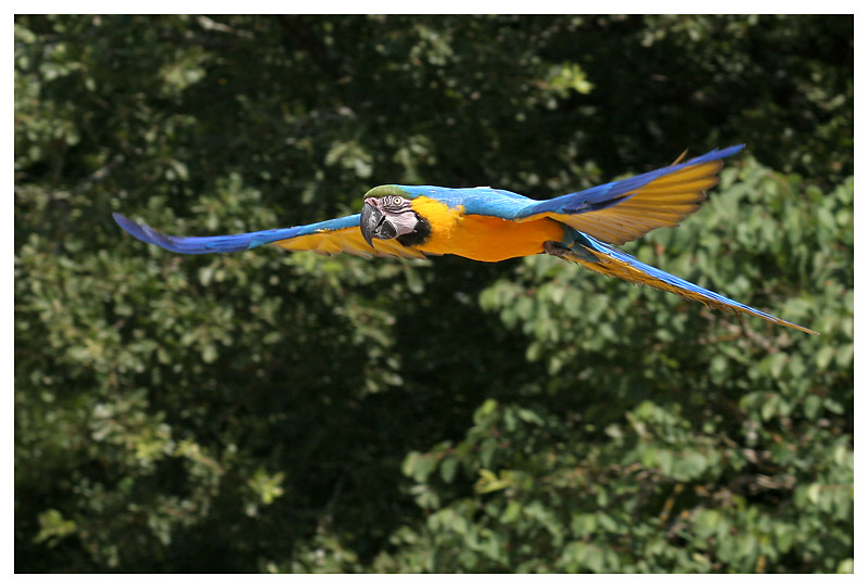 Le rocher des aigles