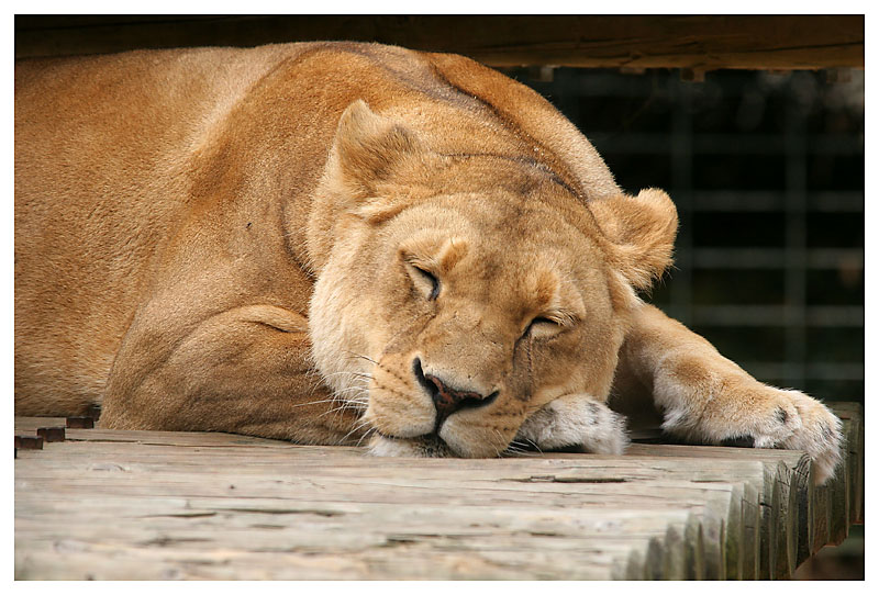 zoo la palmyre