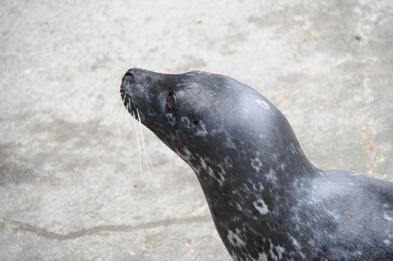 DSC_8030_resize.JPG