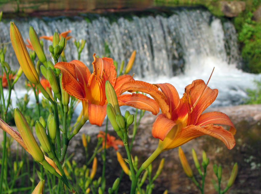 Hodgson Mill Flowers.jpg