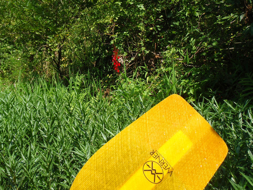 1st Cardinal Flower.jpg