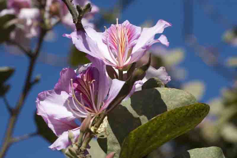 Flora 1- Atitlan Hotel Garden