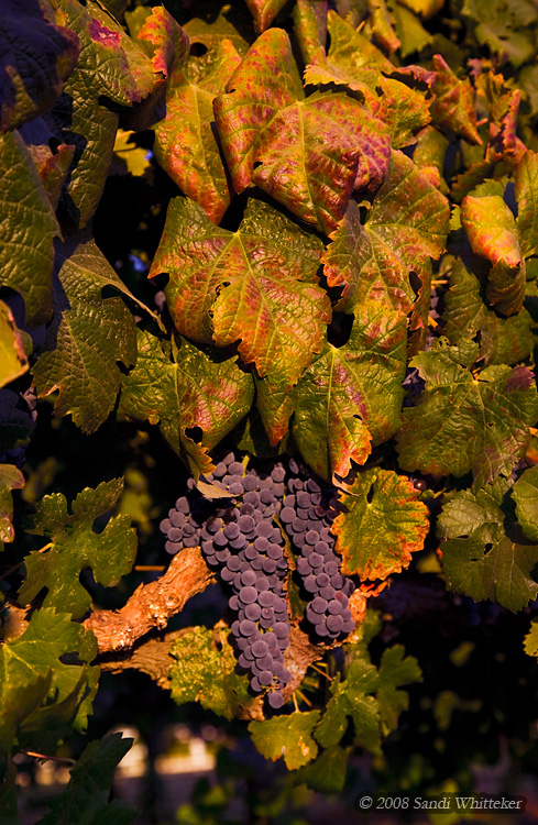 Now These are Autumn Leaves!