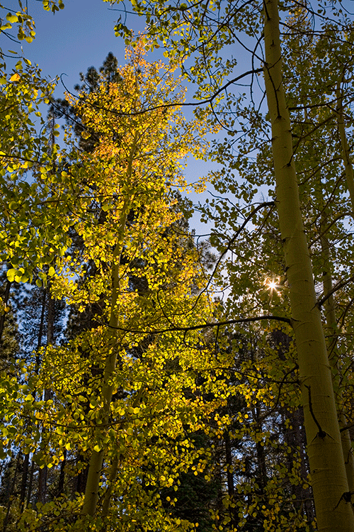 Colors are Starting to Turn