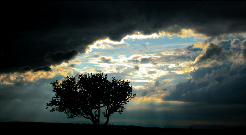 tree vs light