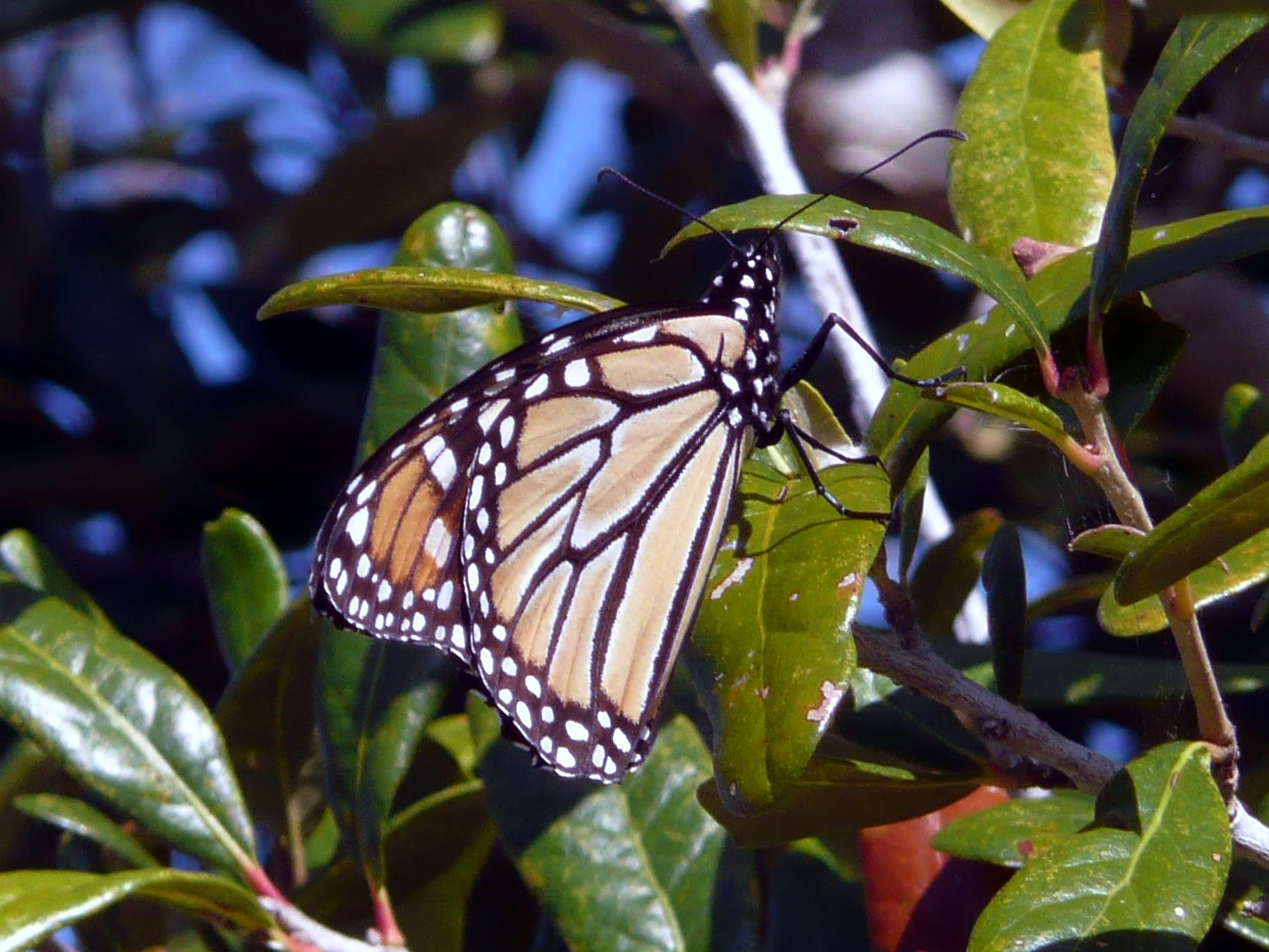 HDR Image, Monarch