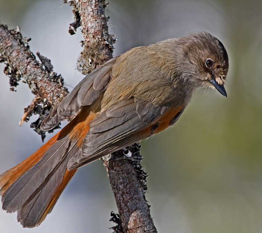 Siberian Jay (Perisoreus infaustus) 