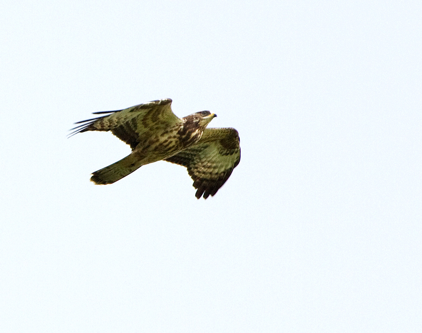 Honey Buzzard (Pernis apivorus)