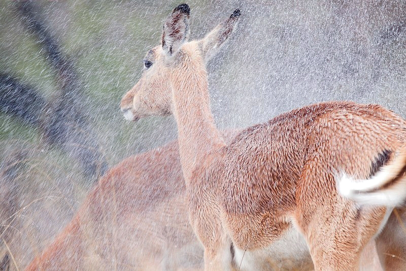 Impala