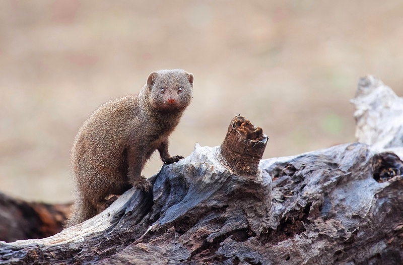 Dwarf mongoose