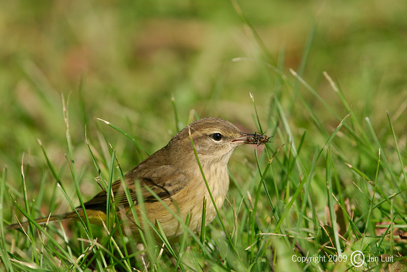 Palm Warbler