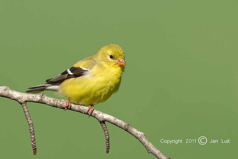 American Goldfinch - Carduelis tristis - Treursijs