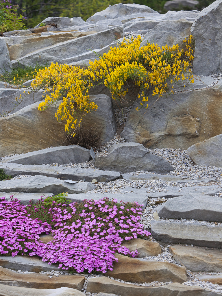 Alpine Flowers