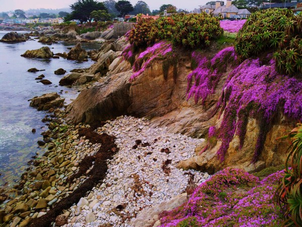 Monterey Blooming