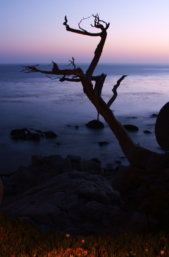 17-Mile Drive. The Ghost Tree