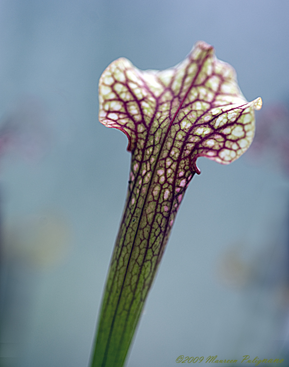 pitcher plant